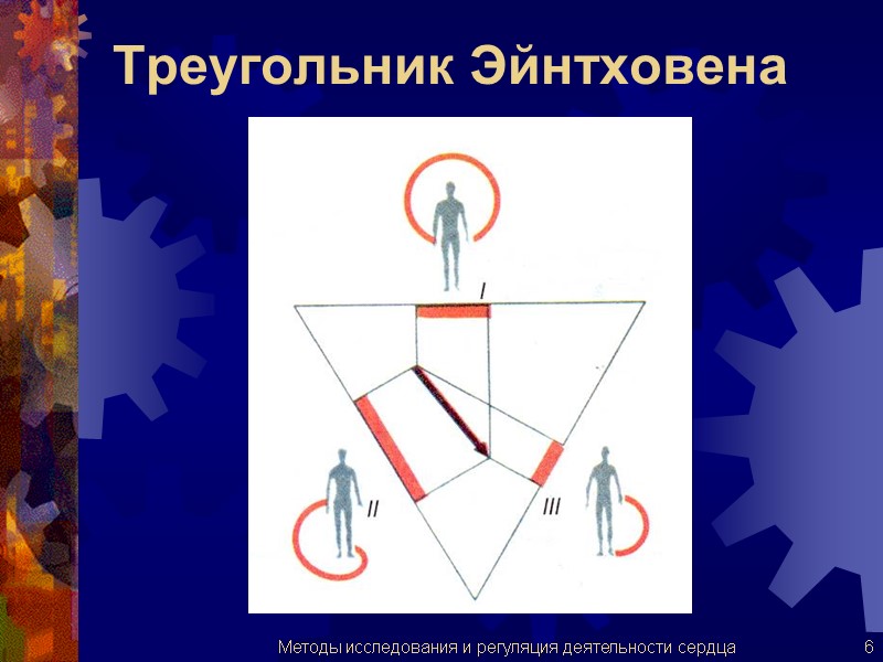 Треугольник Эйнтховена 6 Методы исследования и регуляция деятельности сердца
